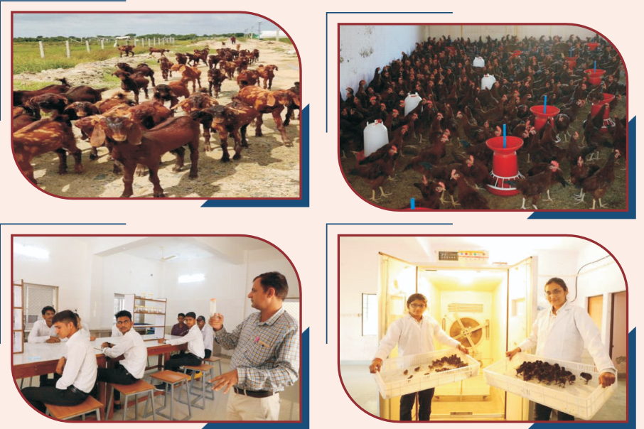 Department of Animal Production